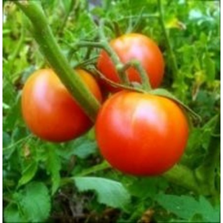 TOMATE LANGUEDOCIENNE