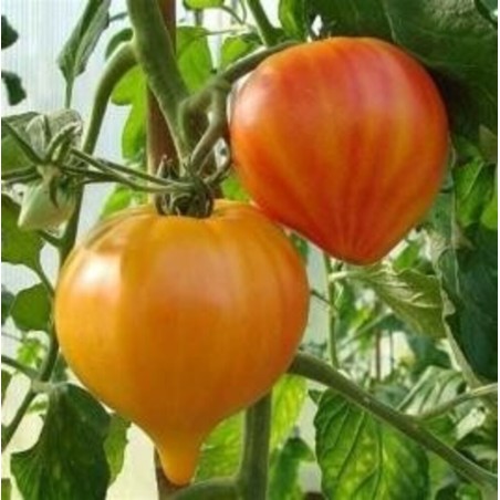 TOMATE COEUR DE BOEUF FLAMMEE RUSSIAN 117 ORANGE