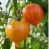 TOMATE COEUR DE BOEUF FLAMMEE RUSSIAN 117 ORANGE