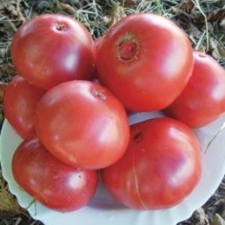 TOMATE GREGORY ALTAI