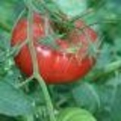TOMATE LANGUEDOCIENNE