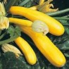 COURGETTE GOLD RUSH