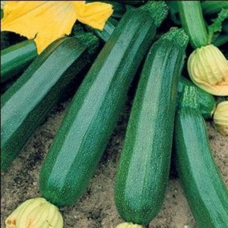 COURGETTE VERTE NON COUREUSE DES MARAICHERS