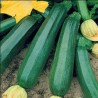 COURGETTE VERTE NON COUREUSE DES MARAICHERS